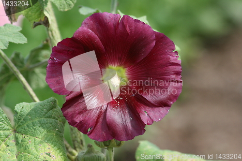 Image of purple hollyhock (Alcea rosea)