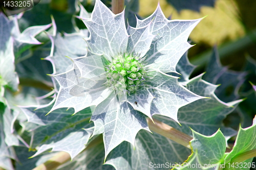 Image of beach thistle "Eryngium maritimum "