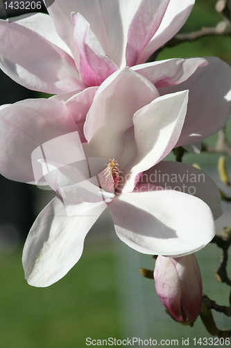 Image of pink magnolia