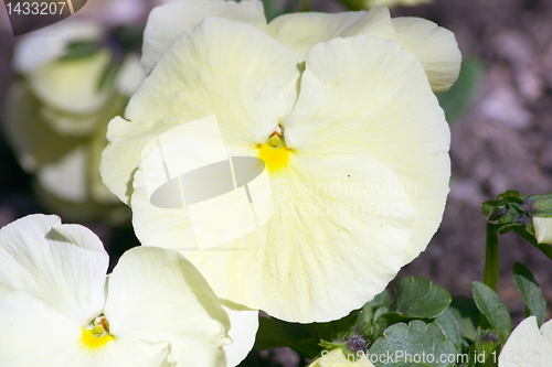 Image of white pansy   