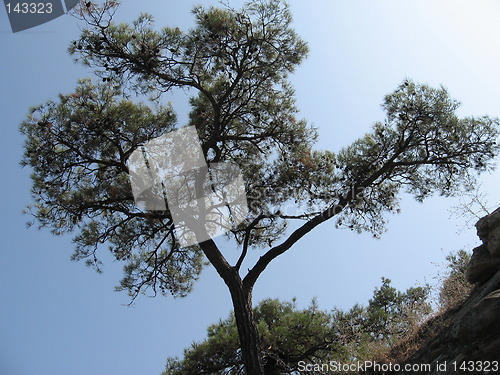 Image of Tree against sky