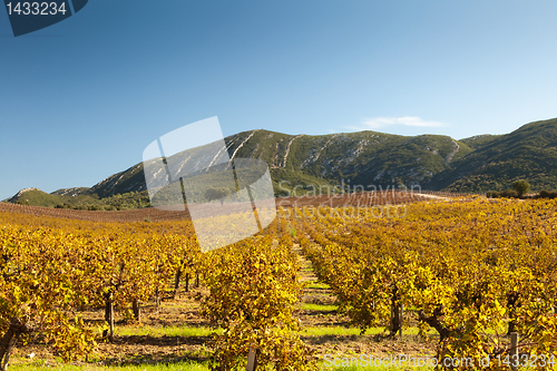 Image of Autumn vineyard.