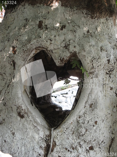 Image of Heart in tree