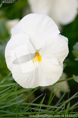 Image of white pansy