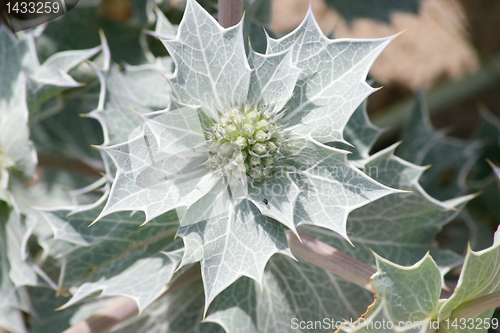 Image of beach thistle