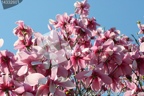 Image of magnolia tree