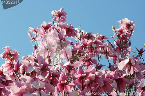 Image of red magnolia tree