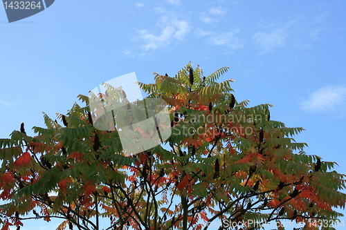 Image of stag-horn sumac