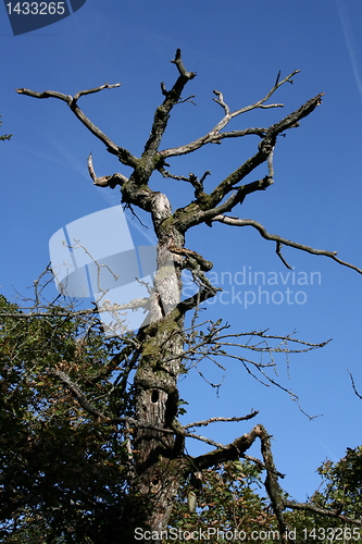 Image of dead tree