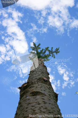 Image of Tree trunk 