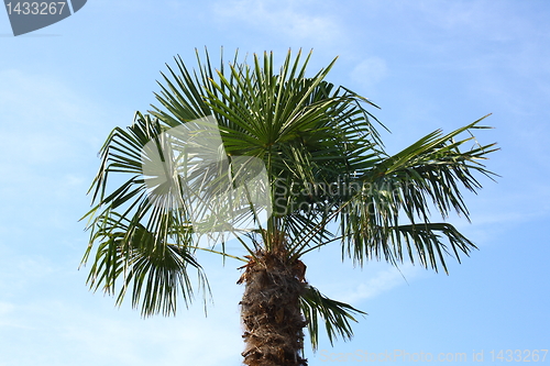 Image of coconut tree