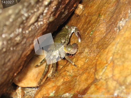 Image of Crab, macro