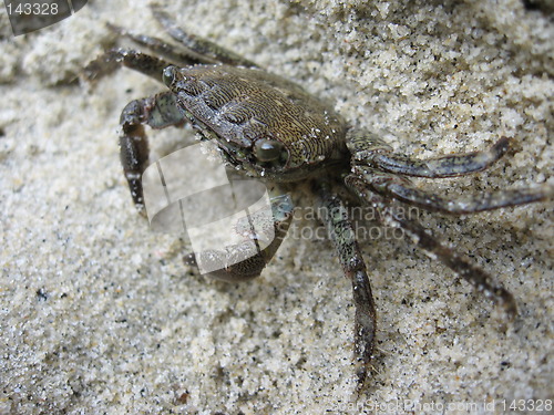 Image of Crab, macro