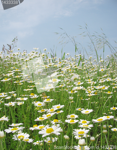 Image of camomiles field 