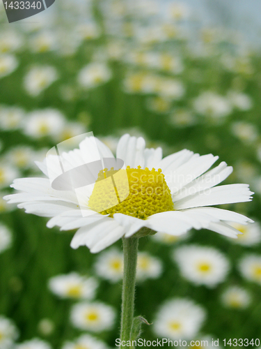 Image of camomile