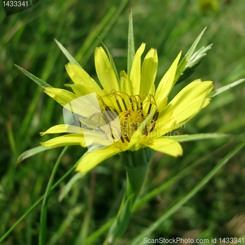 Image of yellow flower