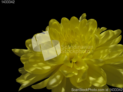 Image of yellow chrysanthemum