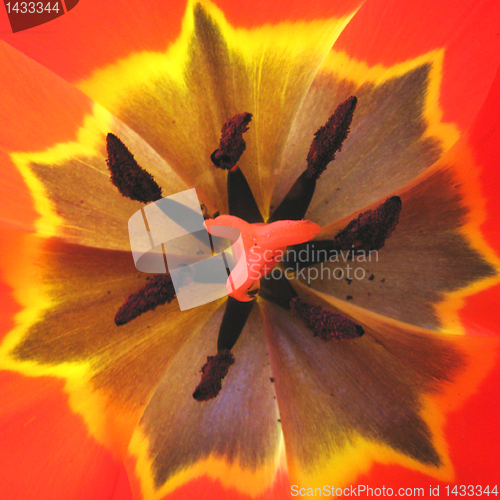 Image of tulip inside       