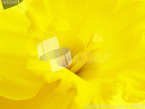 Image of narcissus
