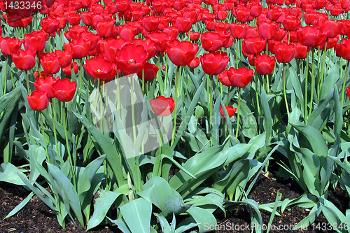 Image of tulips