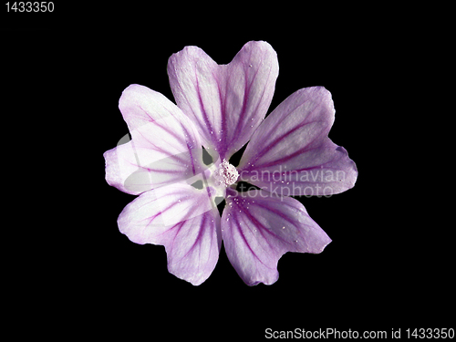 Image of flower