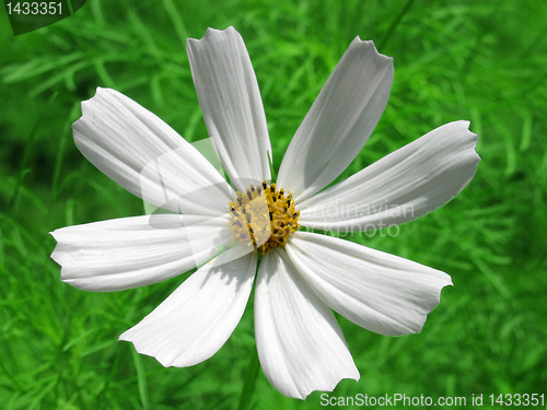 Image of white cosmos