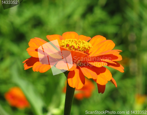 Image of zinnia