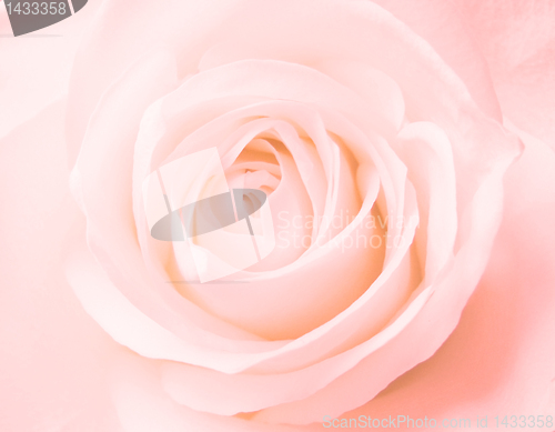 Image of pink rose