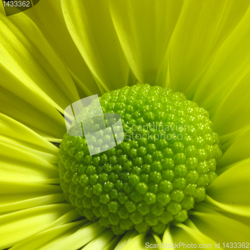 Image of yellow aster