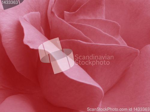 Image of rose