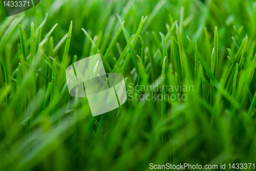 Image of Grass background