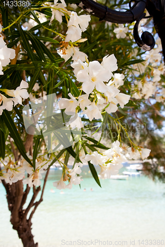 Image of Beautiful white flowers in Kefalonia