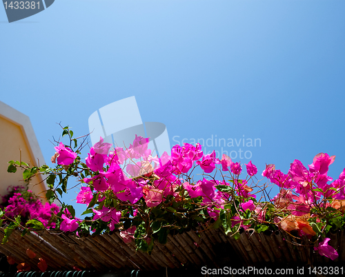 Image of Bougainvilleas in Kefalonia