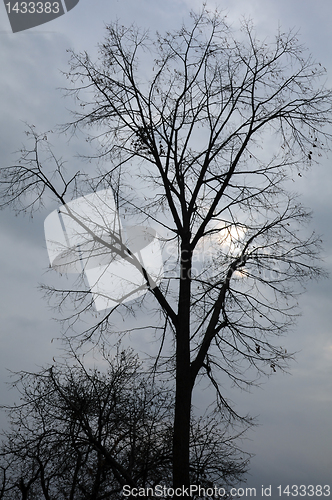 Image of Trees Against Cloudy Sky