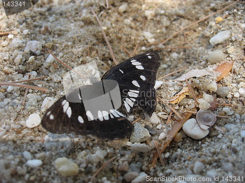 Image of Butterfly macro