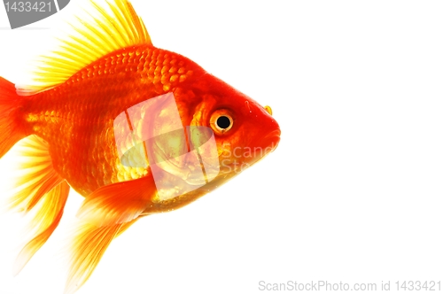 Image of goldfish