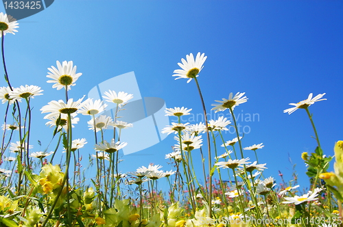 Image of daisy flower in summer