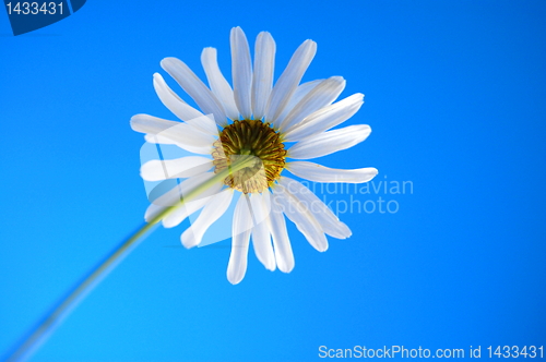 Image of daisy from beliw in summer under blue sky