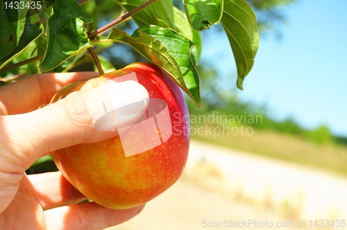 Image of apple on tree