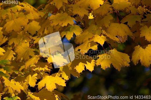 Image of Fall leaves