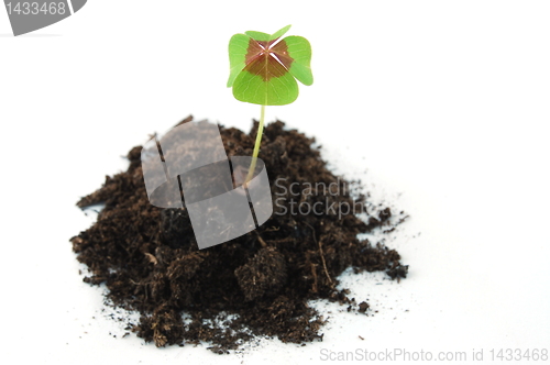 Image of Plant on earth