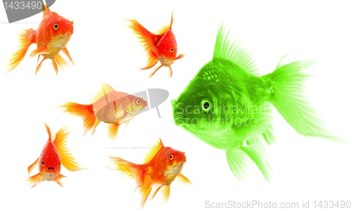 Image of goldfish