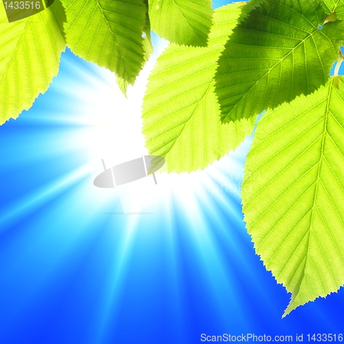Image of green leaves
