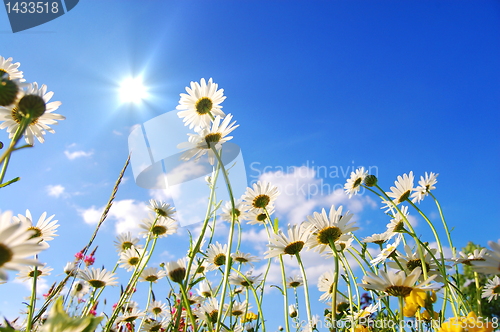Image of flowers on meadow in summer
