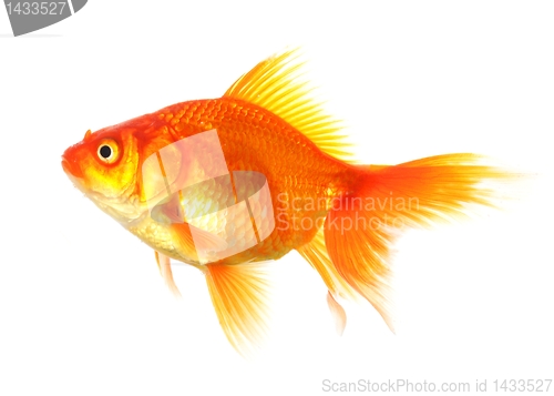 Image of goldfish