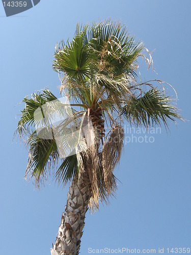 Image of Palms