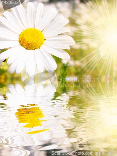 Image of flowers
