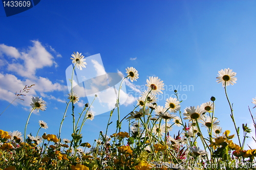 Image of flowers from below
