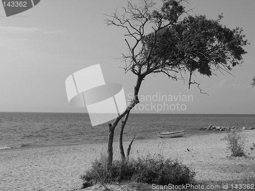 Image of Tree on the Beach