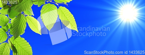 Image of green leaves